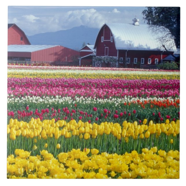 Azulejo Campo de exhibición de tulipanes (Frente)