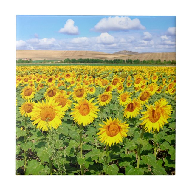 Azulejo Campo de girasol (Frente)