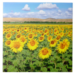 Azulejo Campo de girasol