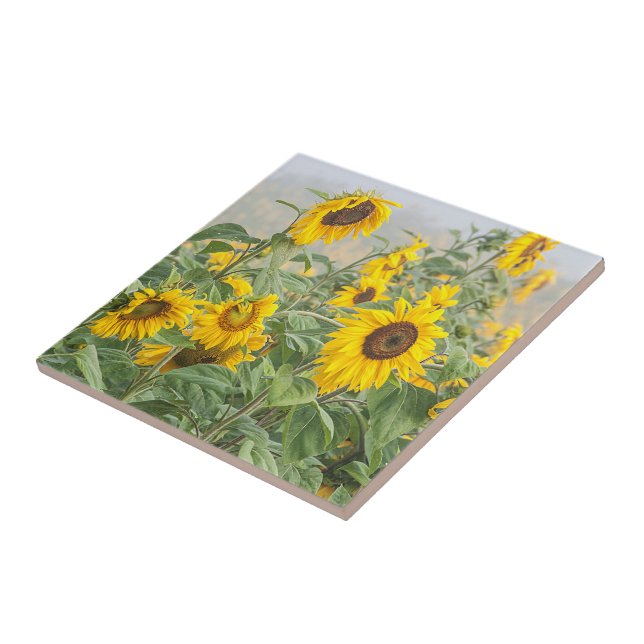 Azulejo Campo de girasol Amarillo Verde Hermosa Flora (Lado)