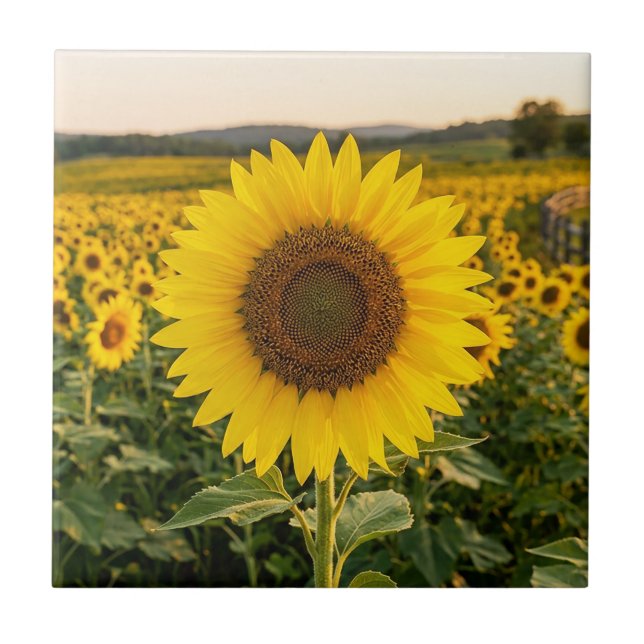 Azulejo Campo de girasoles (Frente)