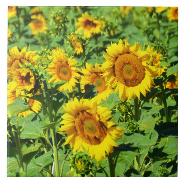Azulejo Campo de girasoles (Frente)