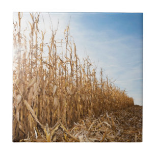 Azulejo Campo de maíz en parte cosechado