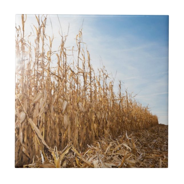 Azulejo Campo de maíz en parte cosechado (Frente)