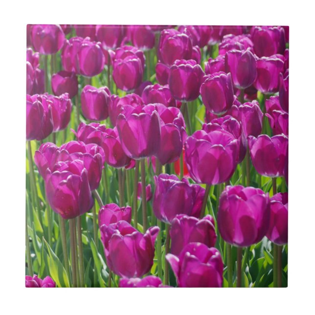 Azulejo Campo de Tulipanes Purpúreas (Frente)