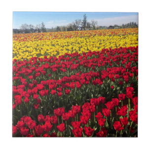 Azulejo Campo de tulipanes rojo y amarillo