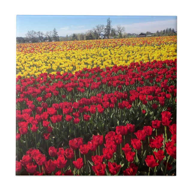 Azulejo Campo de tulipanes rojo y amarillo (Frente)