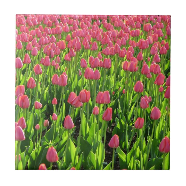 Azulejo Campo de Tulipanes Rosas (Frente)