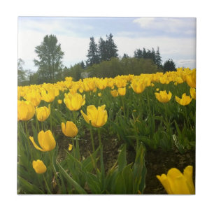 Azulejo Campo tulipán amarillo, Oregón