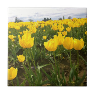 Azulejo Campo tulipán amarillo, Oregón