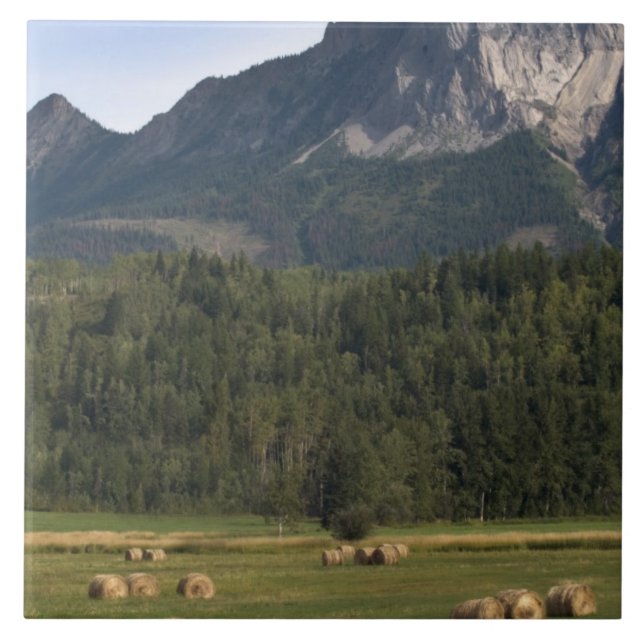 Azulejo Campos con heno con fianza, Alberta, Canadá (Frente)