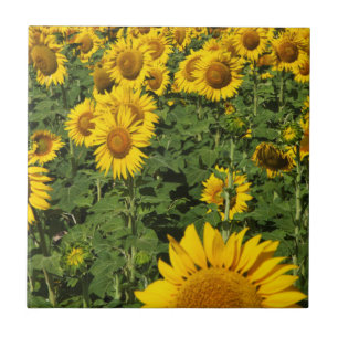 Azulejo Campos de girasoles, pueblo de la colina blanca de
