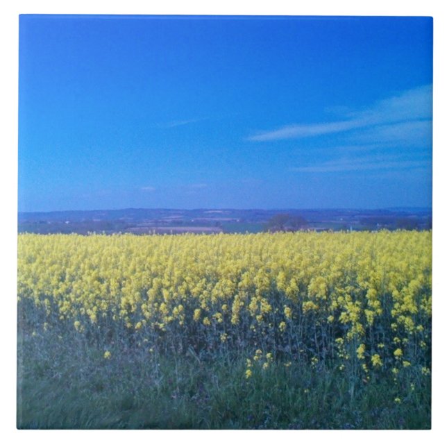 Azulejo Campos de mostaza Tile de cerámica de 6" x 6"  (Frente)
