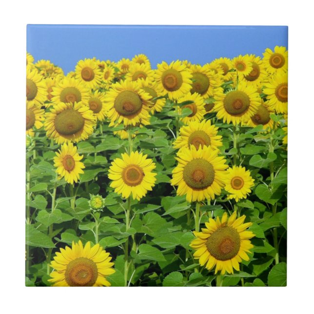 Azulejo Campos del girasol (Frente)