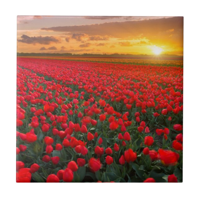 Azulejo Campos del tulipán en la puesta del sol en los (Frente)