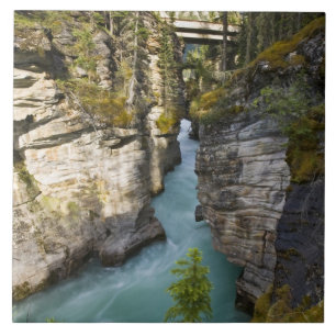 Azulejo Canadá, Alberta, Parque Nacional Jasper, Athabasc