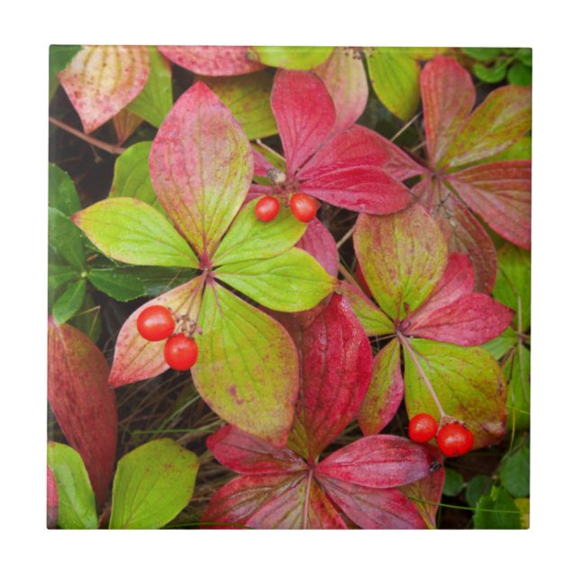 Azulejo Canadá, Columbia Británica, Monte Robson (Frente)