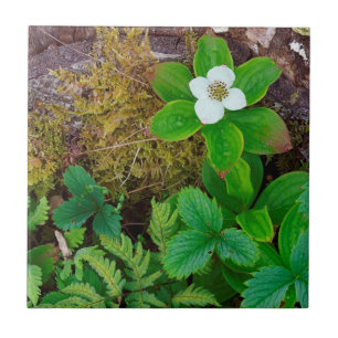 Azulejo Canadá, Nueva Brunswick, , 2