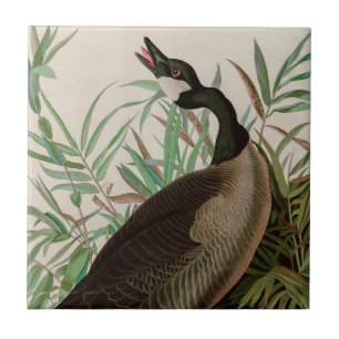 Azulejo Canadá: Pájaros de oca de América Impresión Au