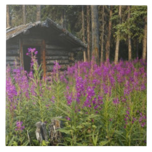 Azulejo Canadá, Yukón, zona del Río Ross, cabina abandonad