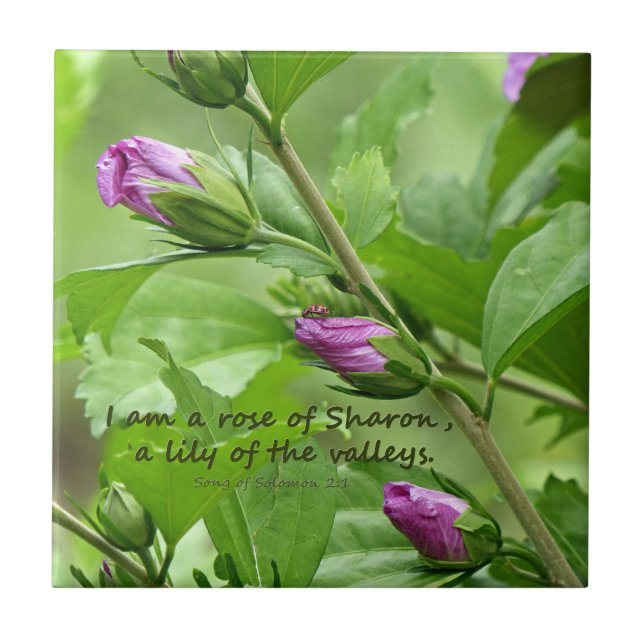 Azulejo Canción de Salomón 2:1 (Frente)