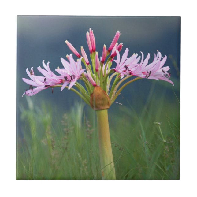 Azulejo Candelabra Flower (Brunsvigia Radulosa), Umgeni (Frente)