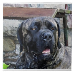Azulejo Cane Corso gris atigrado