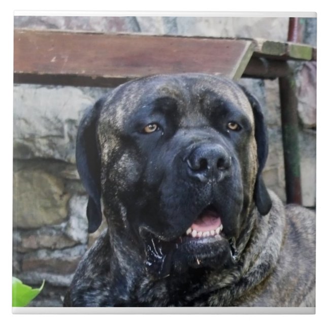 Azulejo Cane Corso gris atigrado (Frente)