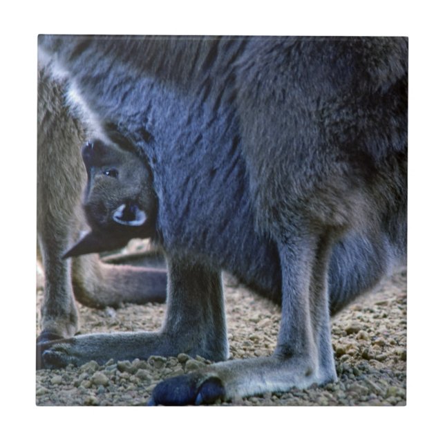 Azulejo Canguro bebé en la bolsa de la madre - Australia (Frente)