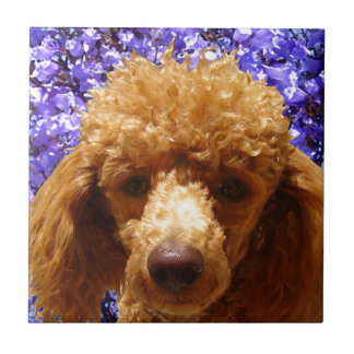 Azulejo Caniche lindo