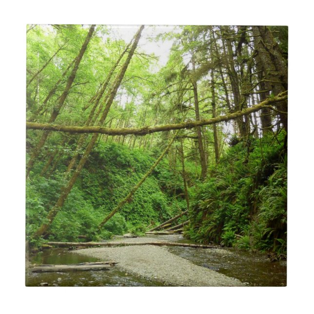 Azulejo Cañón Fern I en el Parque Nacional Redwood (Frente)