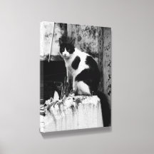 Foto de gato en B&W
