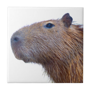 Azulejo Capibara