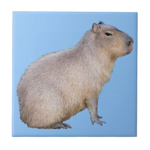 Azulejo Capibara