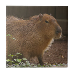 Azulejo Capibara