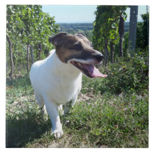 Azulejo Capo von Oppenheim Jack Russell Terrier, Perro
