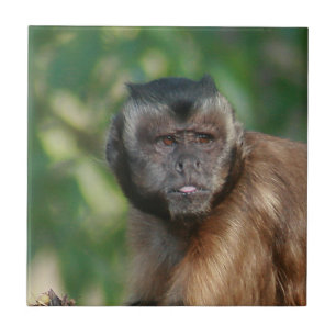 Azulejo Capuchin Monkey Cul pero Cranky