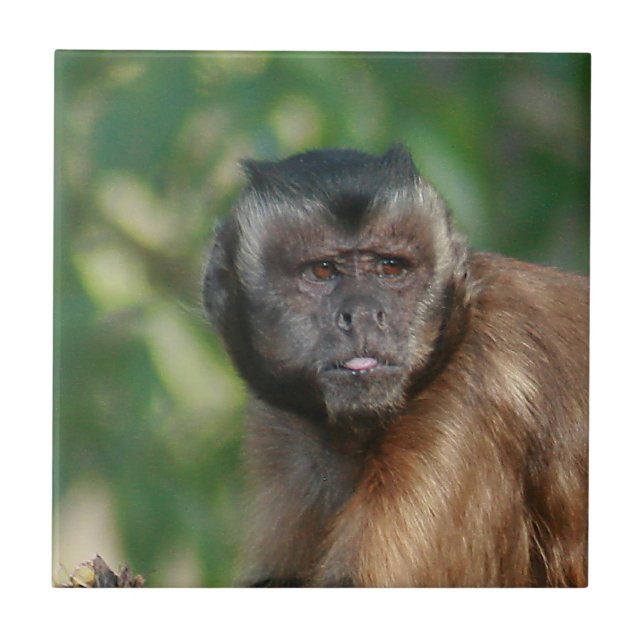 Azulejo Capuchin Monkey Cul pero Cranky (Frente)