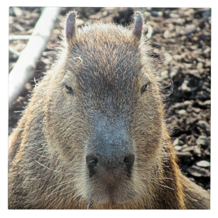 AZULEJO CAPYBARA