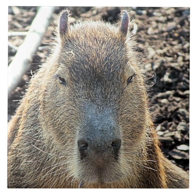 AZULEJO CAPYBARA (Frente)