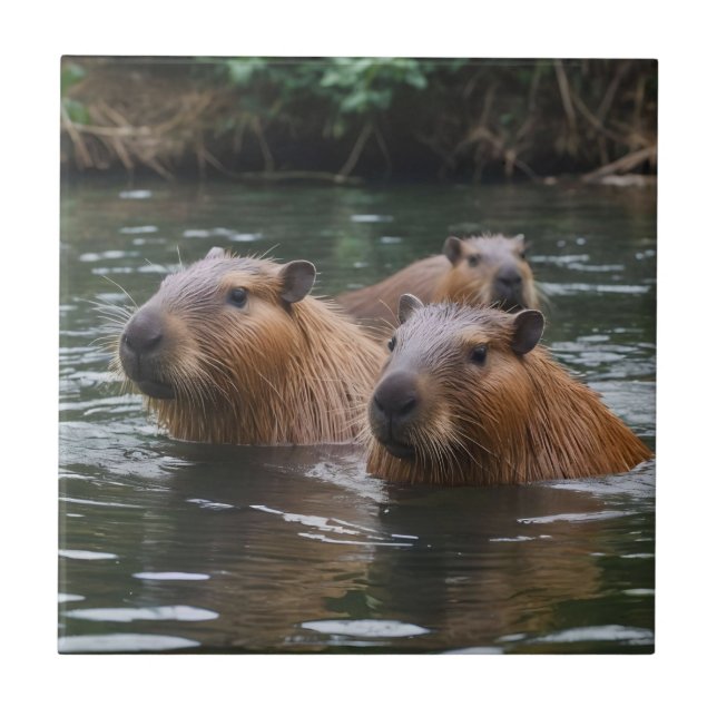 Azulejo Capybaras Nadando En El Río,  (Frente)