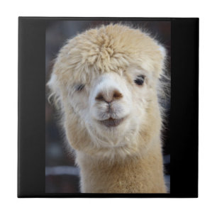 Azulejo Cara de alpaca linda