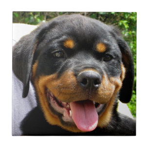 Azulejo Cara de cachorro de Rottweiler
