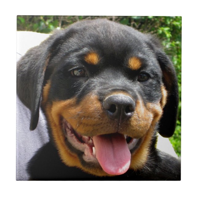 Azulejo Cara de cachorro de Rottweiler Dog Cute (Frente)