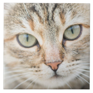 Azulejo Cara de gato