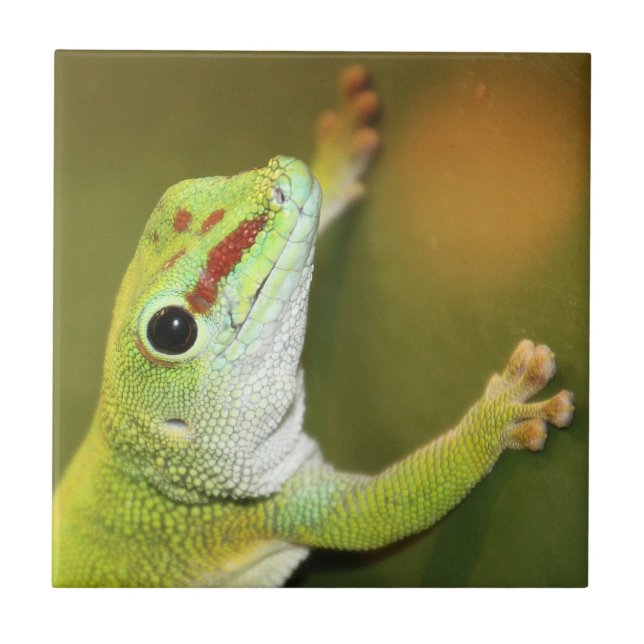 Azulejo Cara de gecko (Frente)