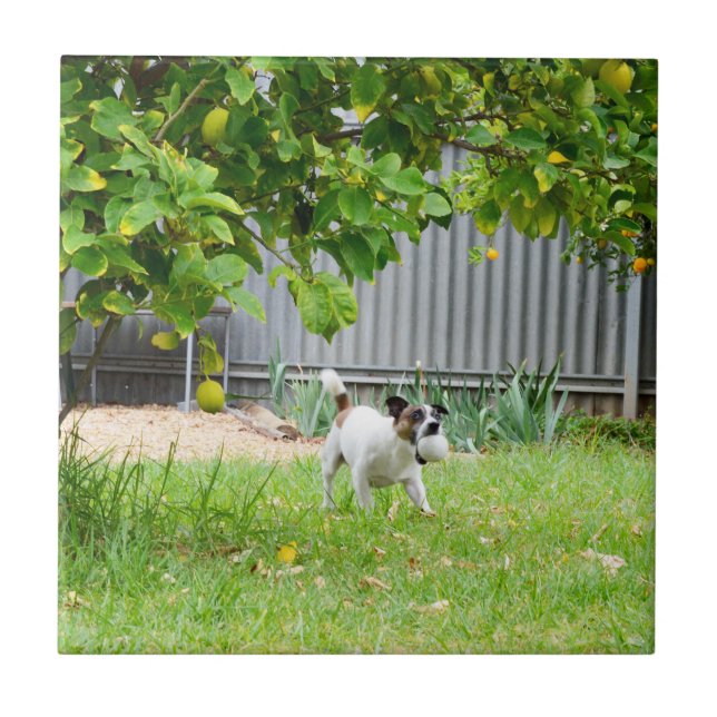 Azulejo Cara de susto divertida de Fox Terrier, (Frente)