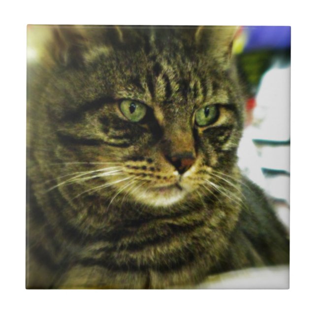 Azulejo Cara de Tabby con ojos verdes (Frente)