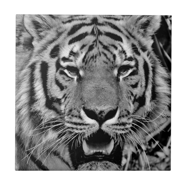 Azulejo Cara de tigre blanco y negro (Frente)