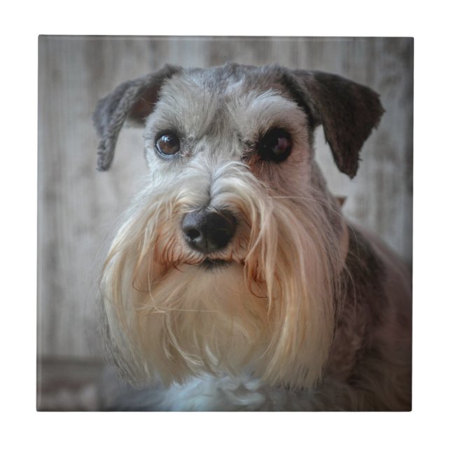 Azulejo Cara del perro Schnauzer (Frente)